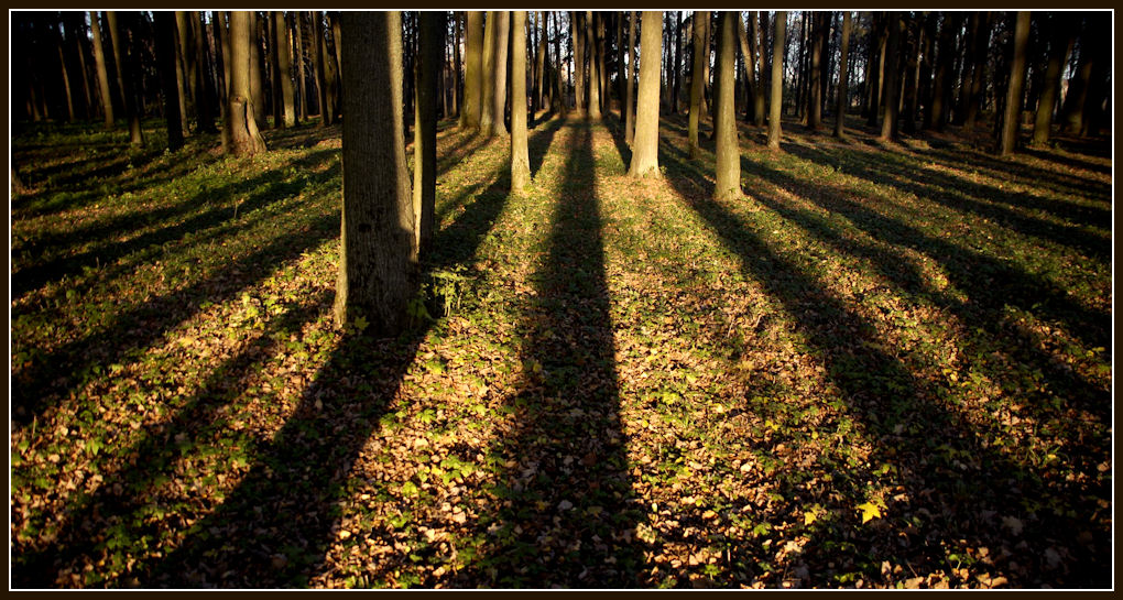 фото "***" метки: пейзаж, лес, осень