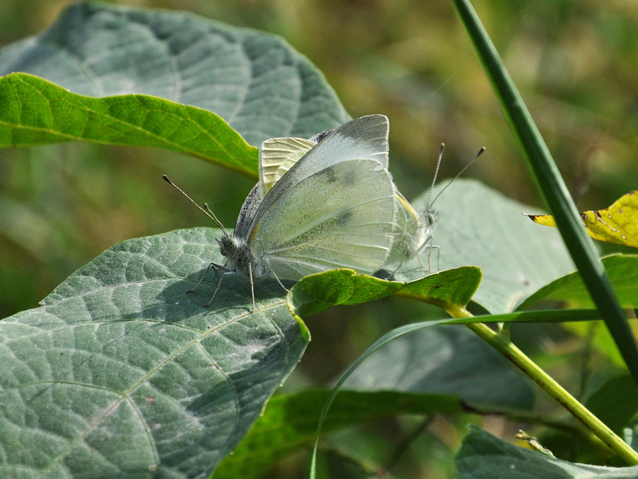 photo "***" tags: nature, macro and close-up, insect