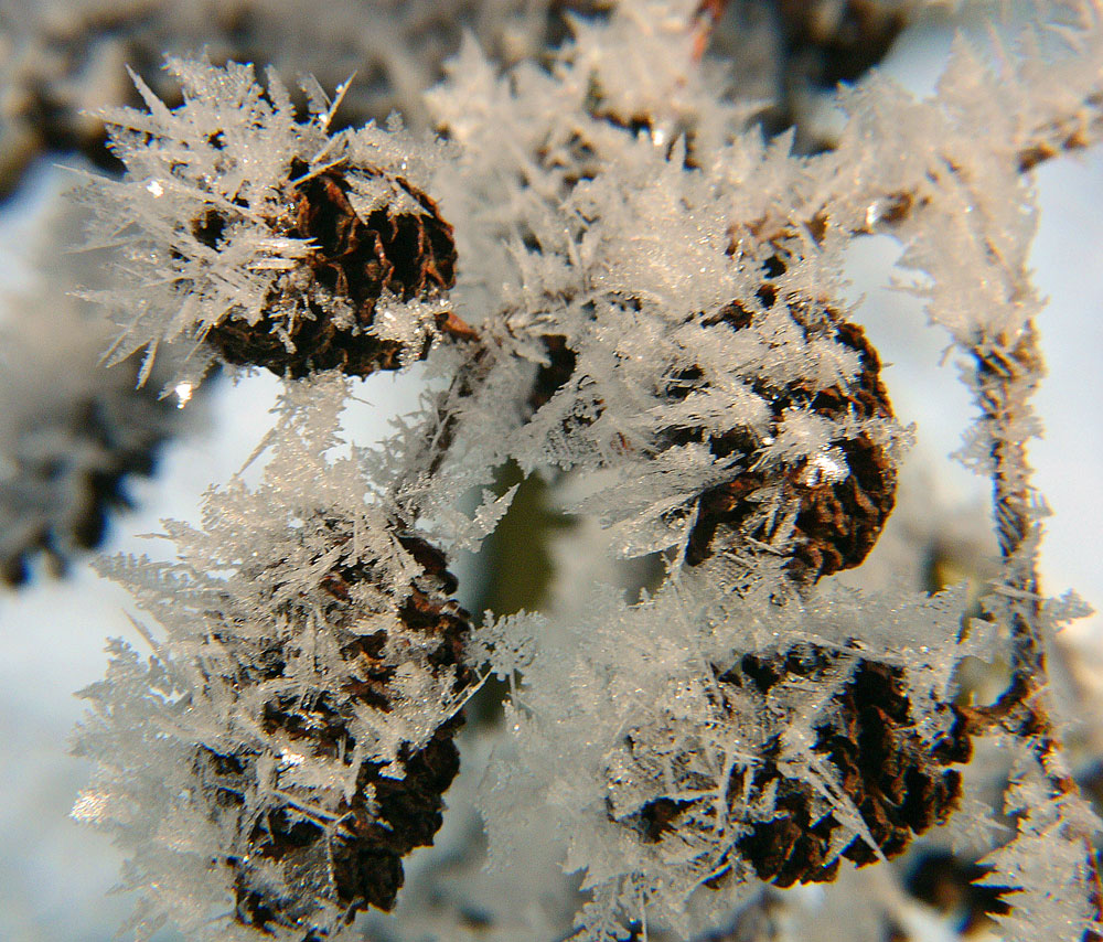фото "the first ice crystals" метки: пейзаж, природа, зима, цветы
