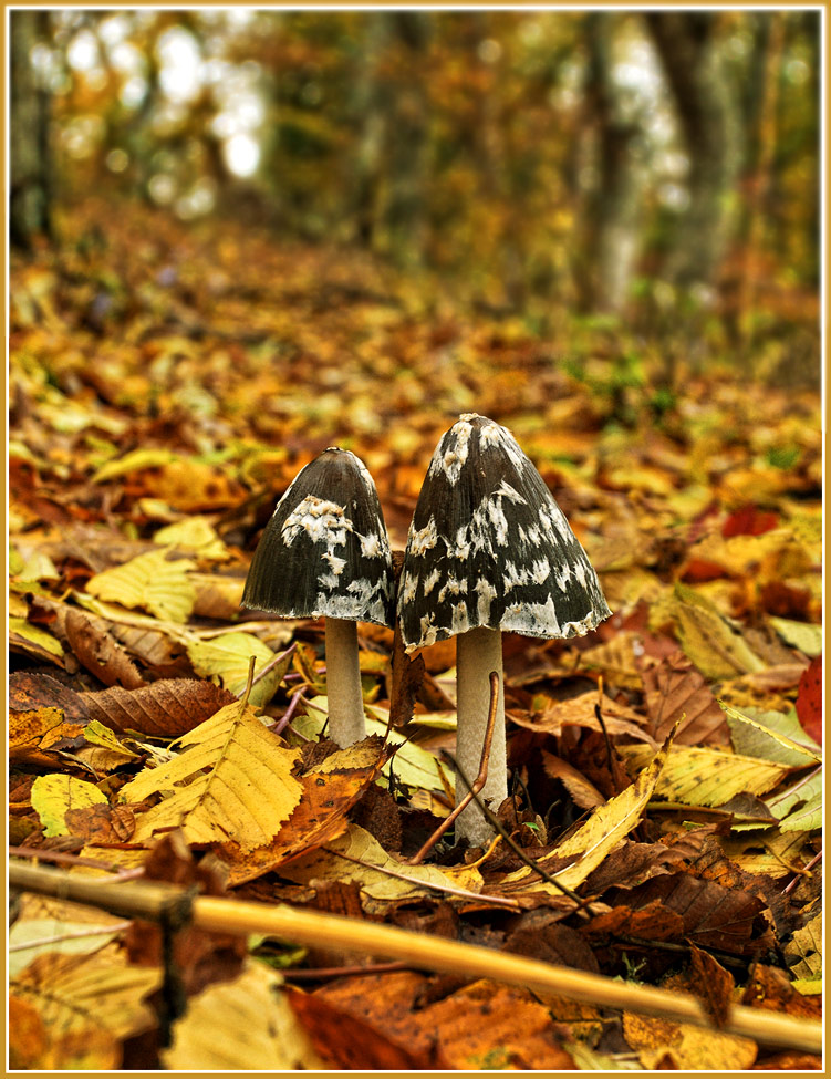 photo "***" tags: landscape, autumn