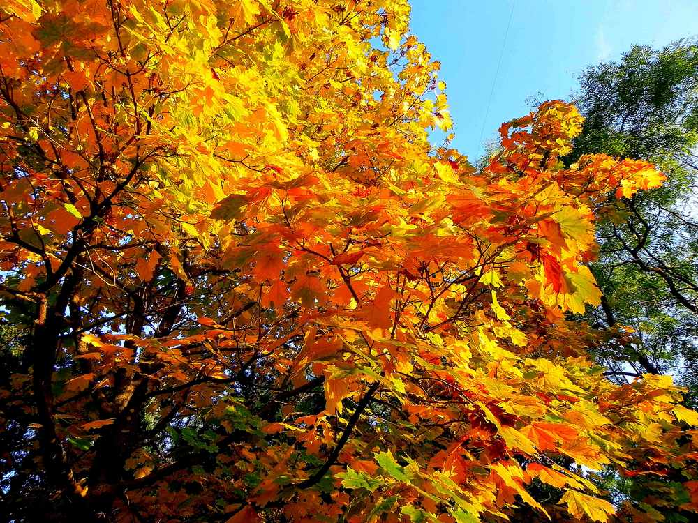 photo "***" tags: landscape, autumn, forest