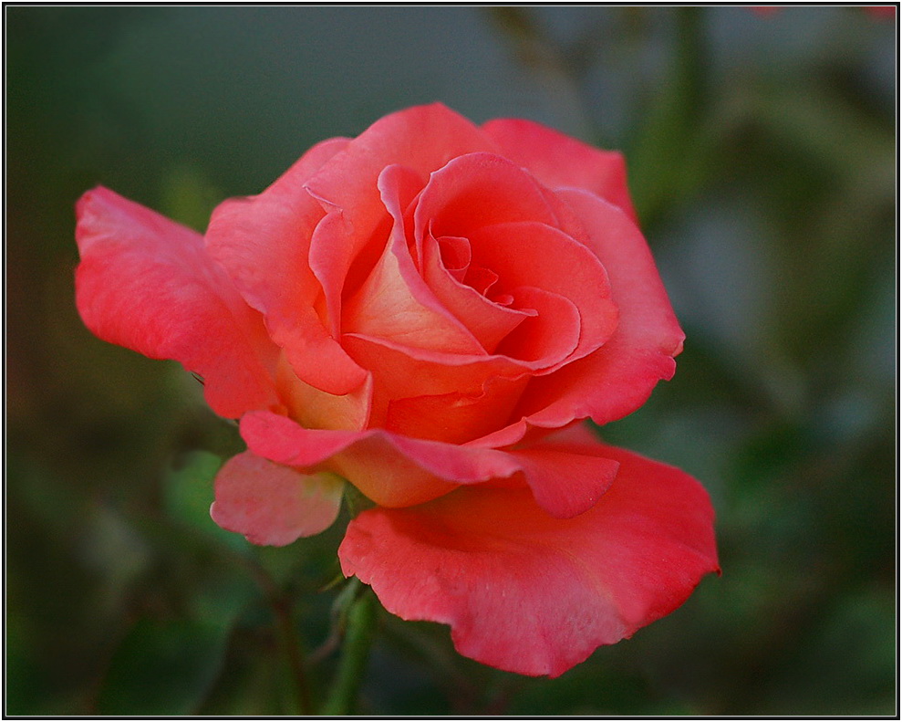 photo "***" tags: nature, reporting, flowers