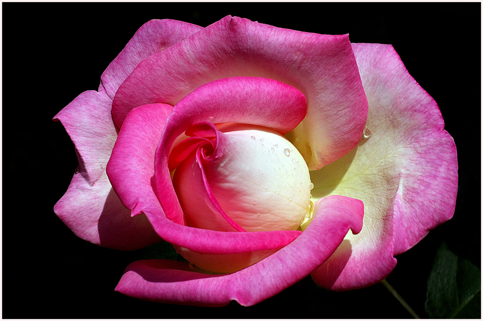 photo "Delicate pink" tags: nature, macro and close-up, flowers, rose, spring
