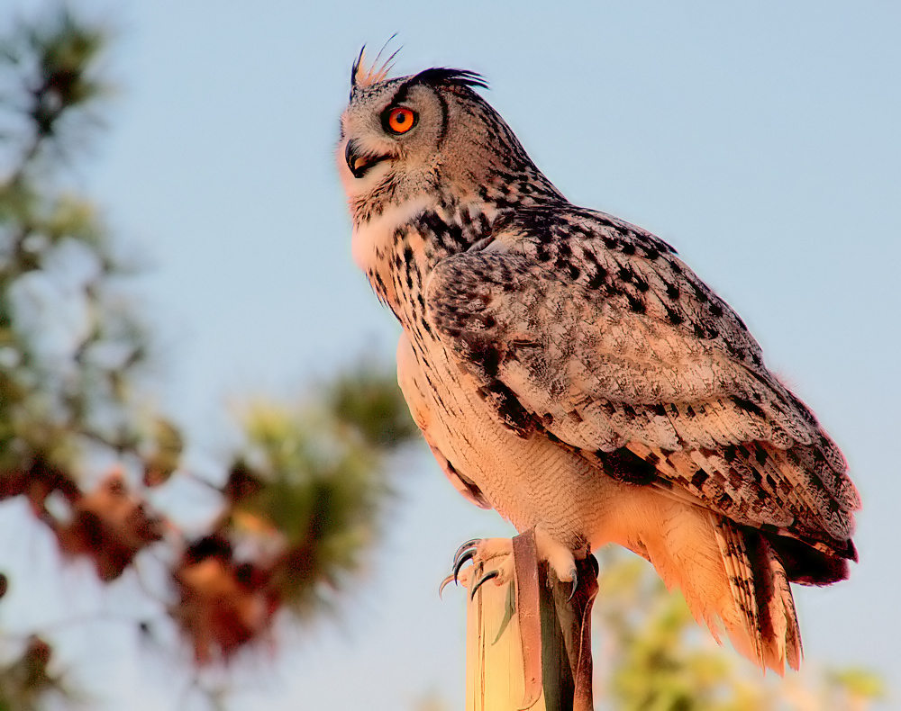 photo "A Wonderful Eagle-Owl..."" tags: nature, wild animals