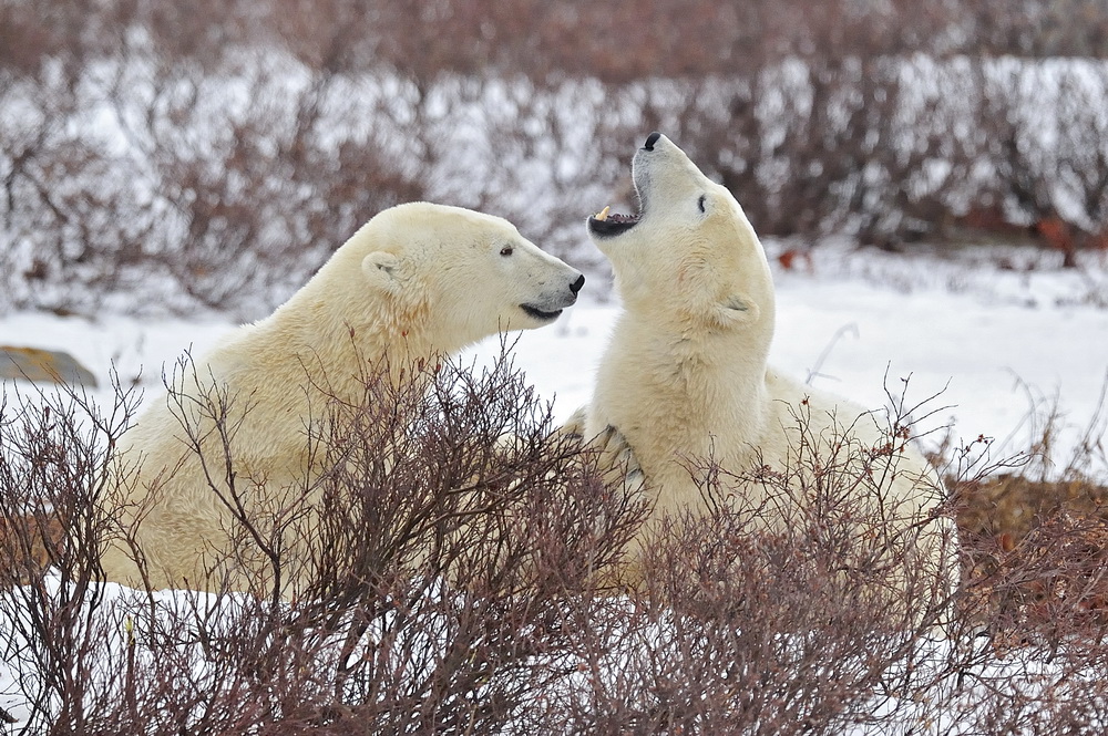 photo "***" tags: nature, wild animals