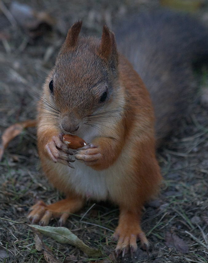 photo "***" tags: nature, wild animals