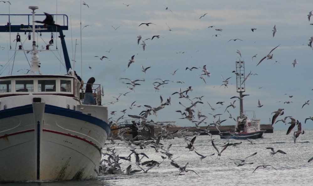 photo "seagulls in the port" tags: landscape, water