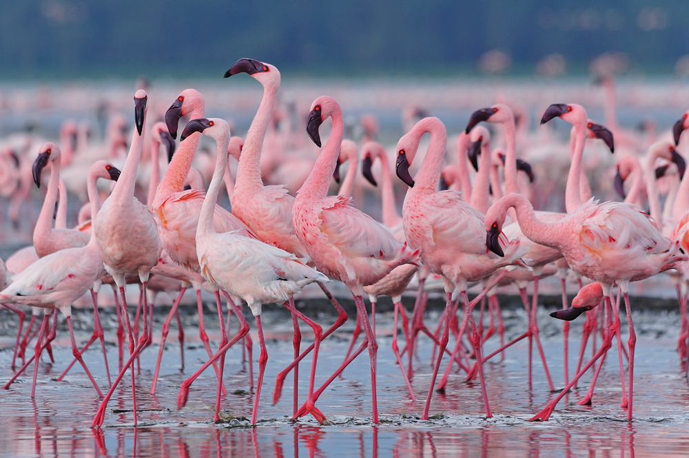 Фото "Flamingo" .