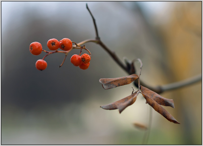 фото "..." метки: природа, цветы