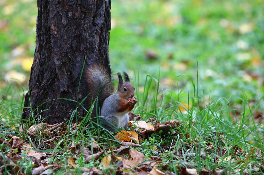 photo "***" tags: nature, wild animals