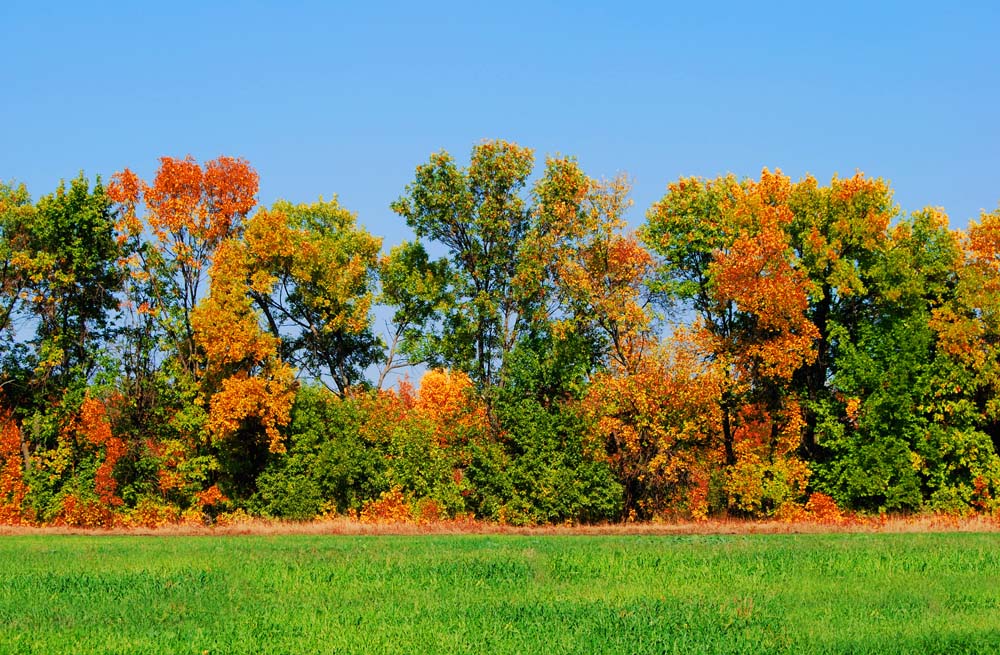 photo "***" tags: landscape, autumn, forest