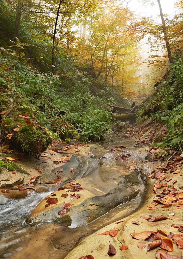 фото "Заповедные места" метки: пейзаж, лес, осень