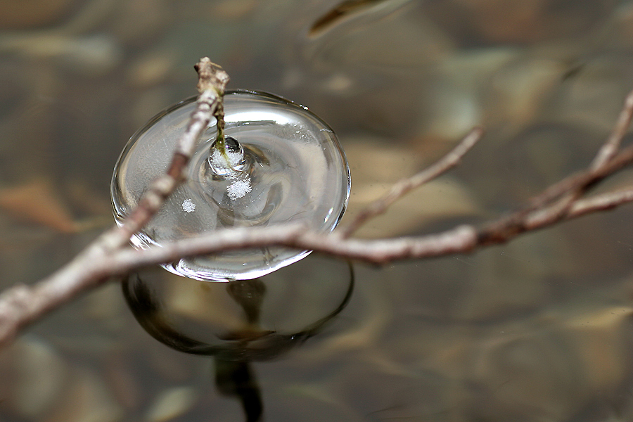 photo "Isicle" tags: nature, 
