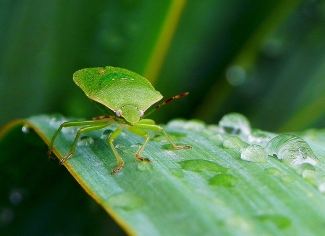 photo "***" tags: nature, macro and close-up, insect