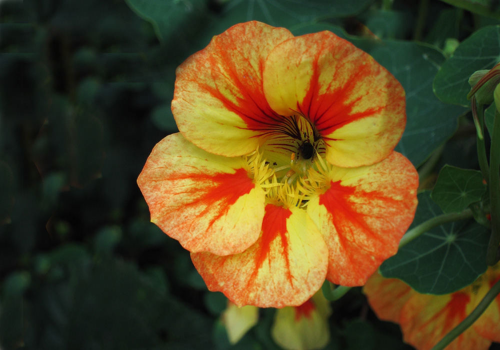 photo "***" tags: macro and close-up, nature, flowers