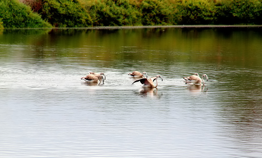 photo "- Be quiet..." tags: nature, wild animals