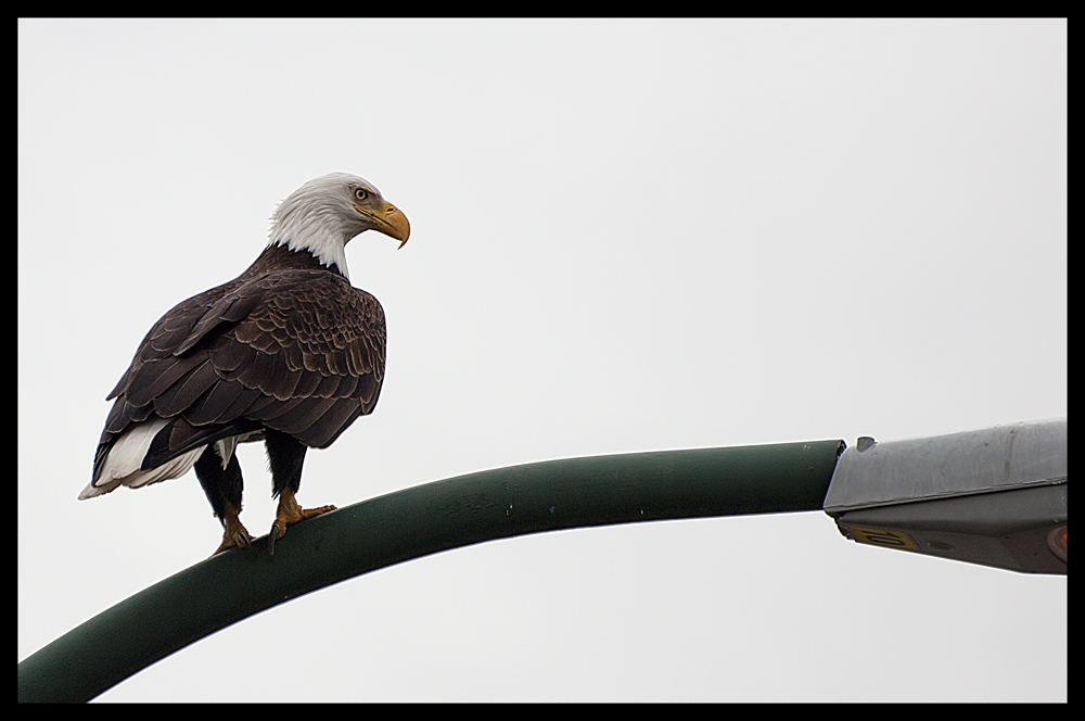 photo "Urban Eagle" tags: nature, wild animals
