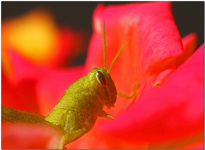 photo "Thorn Among The Roses" tags: nature, macro and close-up, insect