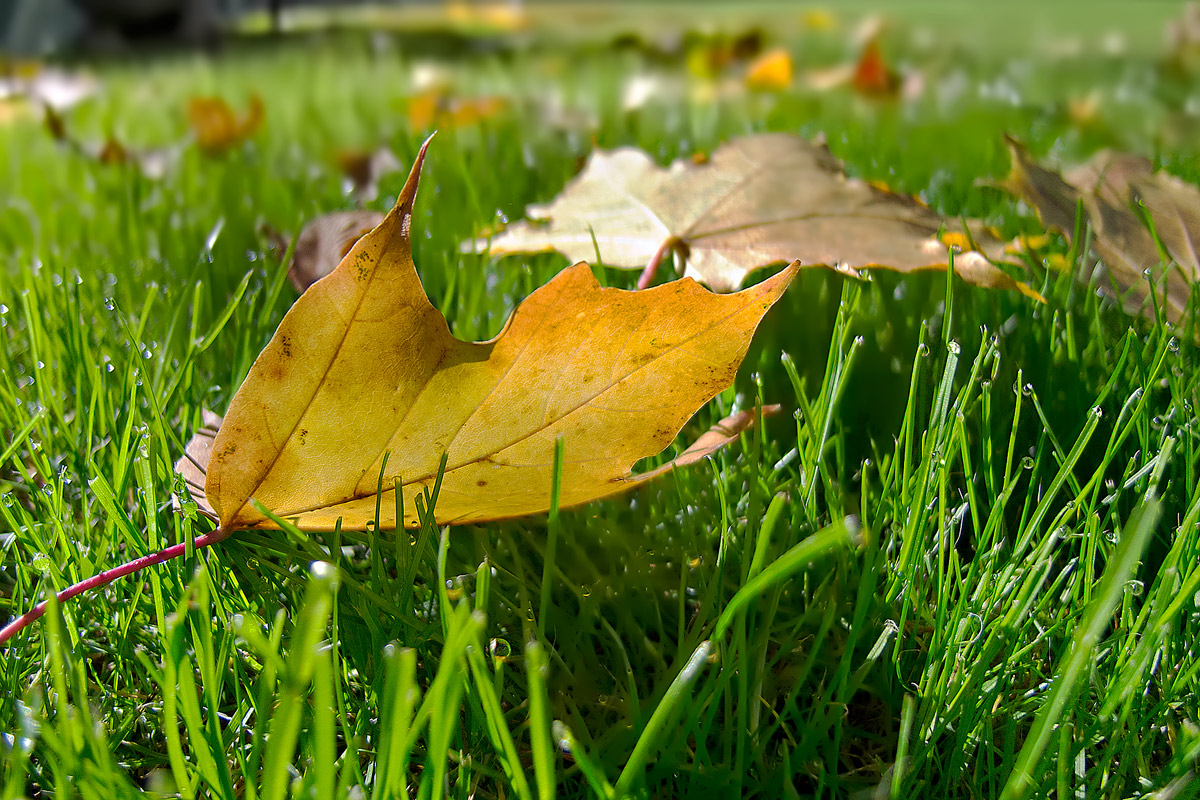 photo "Gifts of autumn gold." tags: macro and close-up, landscape, autumn