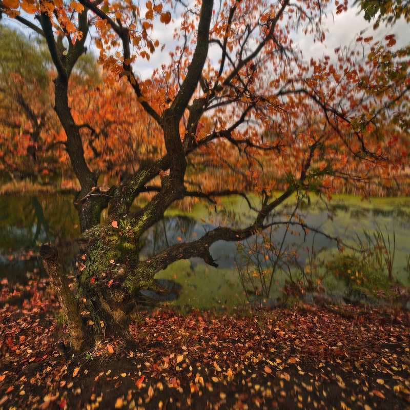 photo "***" tags: landscape, autumn