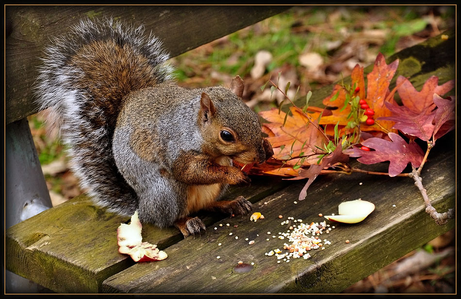 photo "***" tags: nature, wild animals