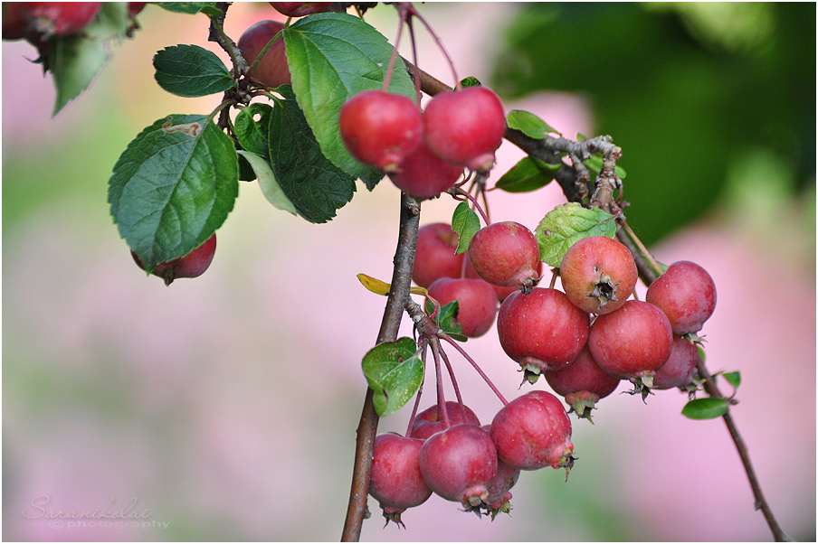 фото "Fruechte" метки: макро и крупный план, 