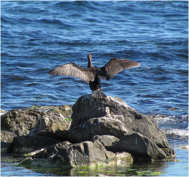 photo "Ready to flight" tags: , 