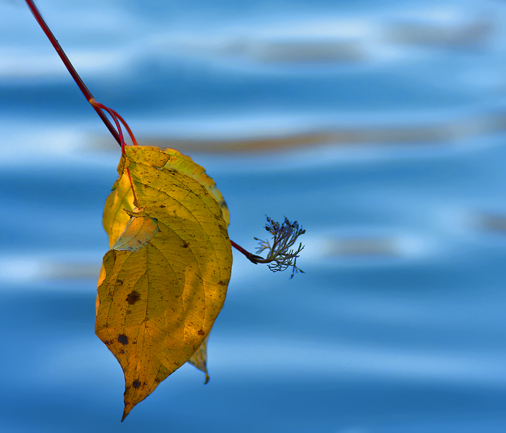 photo "Gold auf Blau." tags: nature, flowers, фотопоэзия