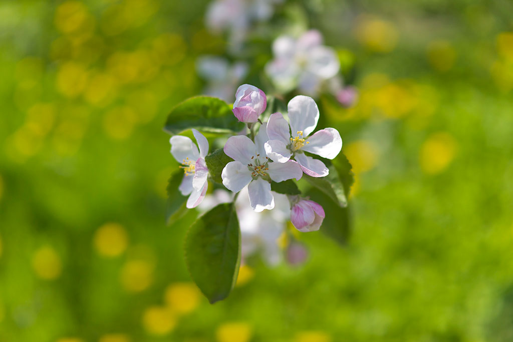 photo "Spring" tags: landscape, nature, flowers, spring