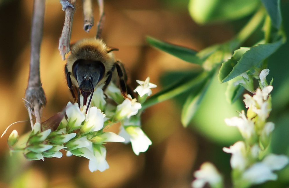 photo "***" tags: nature, insect