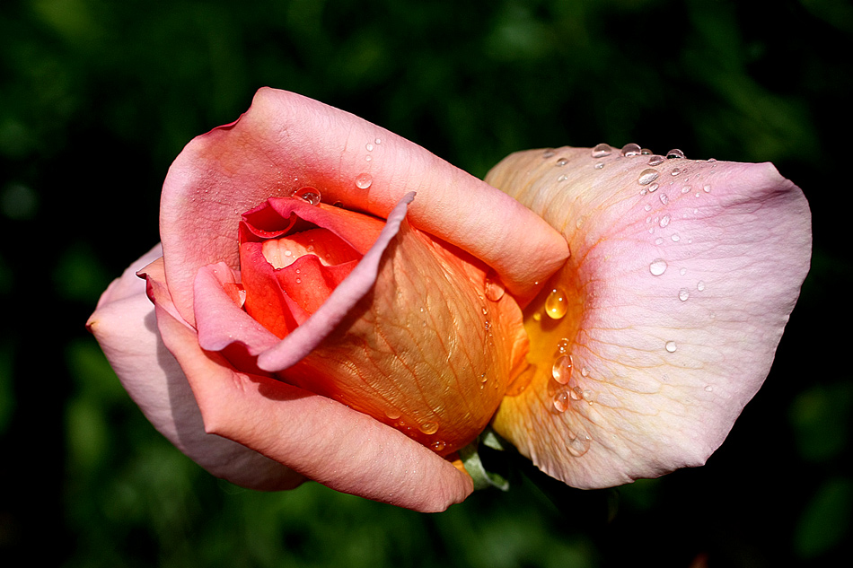 photo "Lonely beauty" tags: nature, macro and close-up, drop, flowers, rose, spring