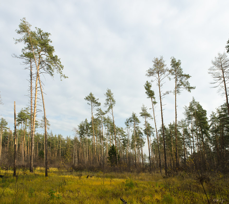 photo "The last day of October" tags: landscape, autumn, forest