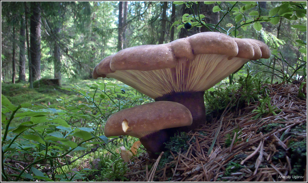 фото "Сказочный гриб в сказочном лесу.." метки: природа, цветы