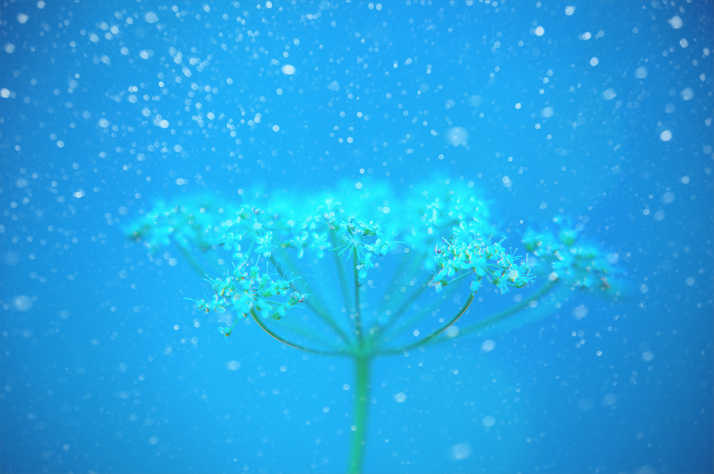 photo "The first snow." tags: landscape, autumn