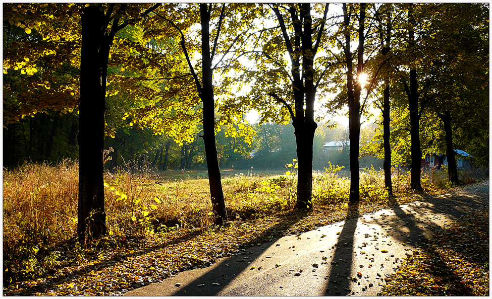 photo "Autumnal decor" tags: landscape, autumn, forest, road, tree