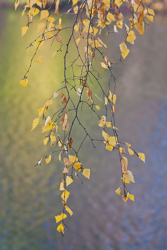 photo "Autumn tenderness." tags: landscape, fragment, water, фотопоэзия