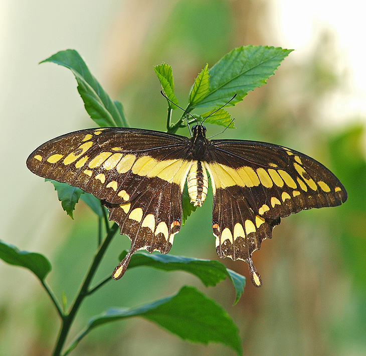 photo "Lemon Butter" tags: nature, macro and close-up, insect