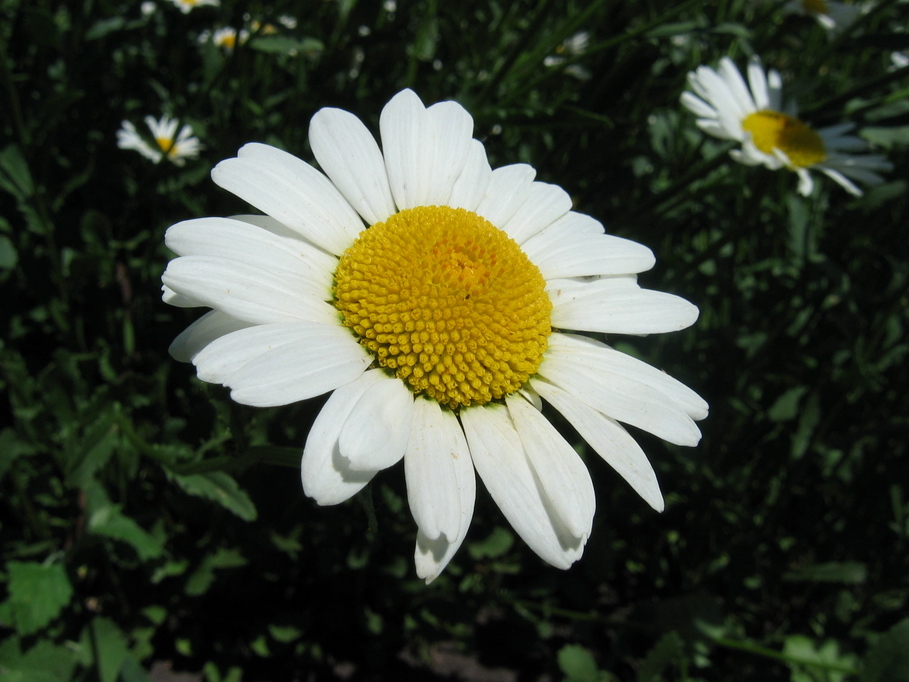 photo "***" tags: macro and close-up, 