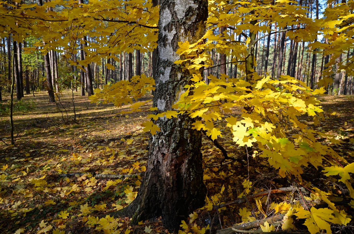фото "Влюбился клён в берёзу" метки: пейзаж, лес, осень