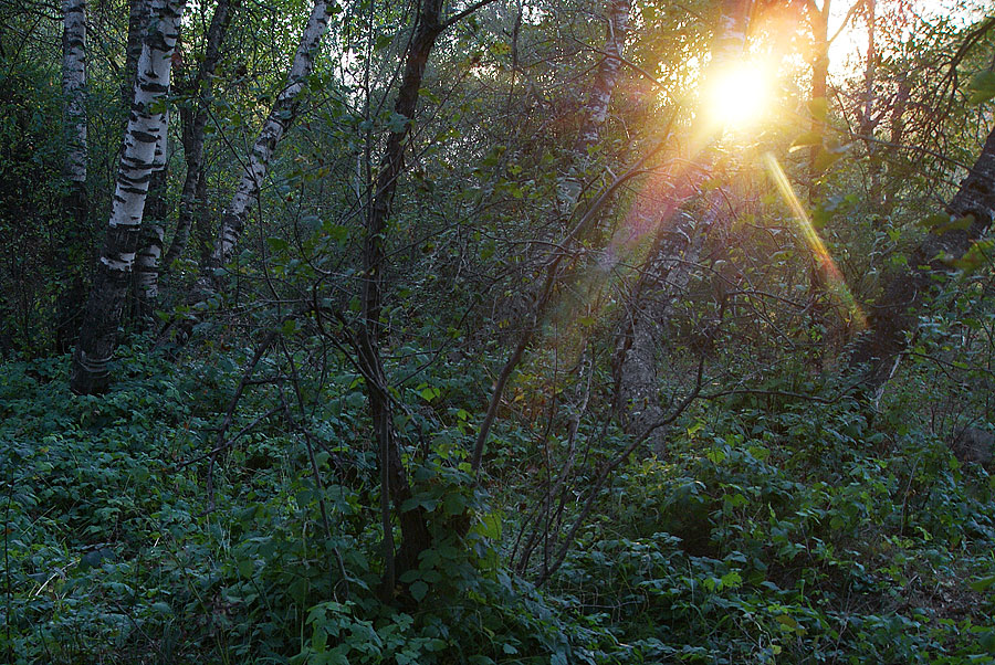 photo "Ambient" tags: landscape, forest, sunset