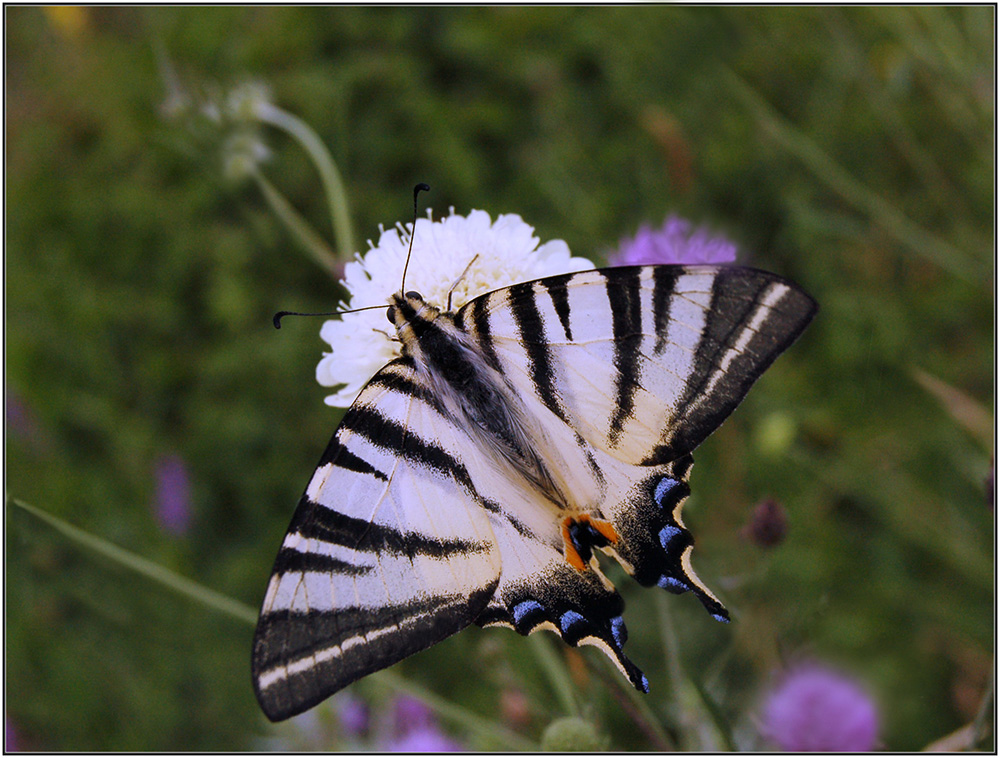 photo "***" tags: nature, insect