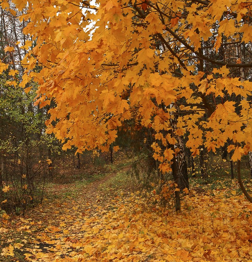 photo "***" tags: landscape, forest