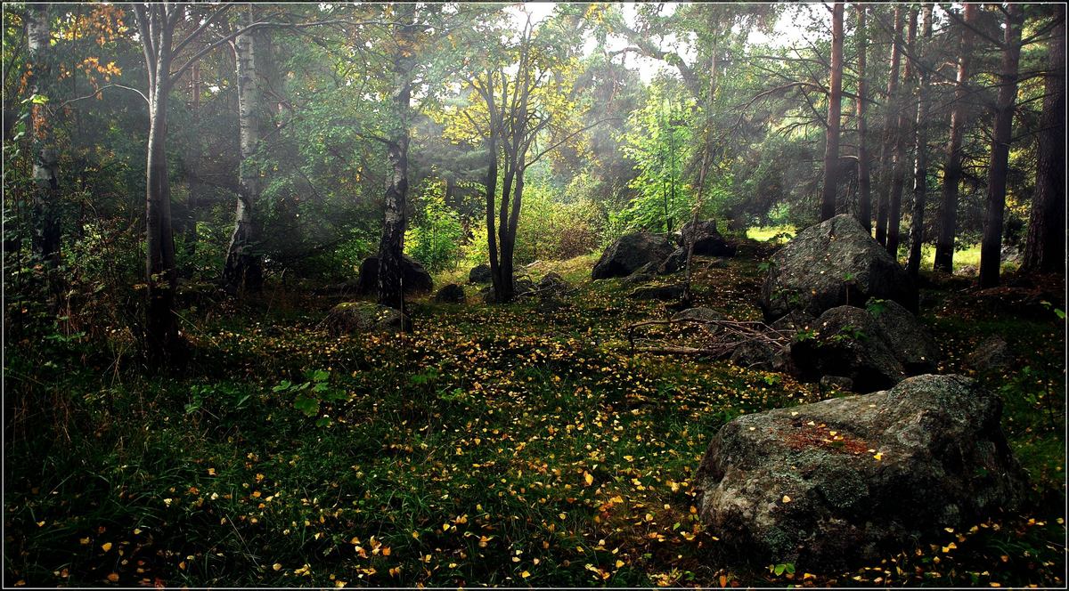 photo "Swedish forest 2" tags: landscape, autumn, forest