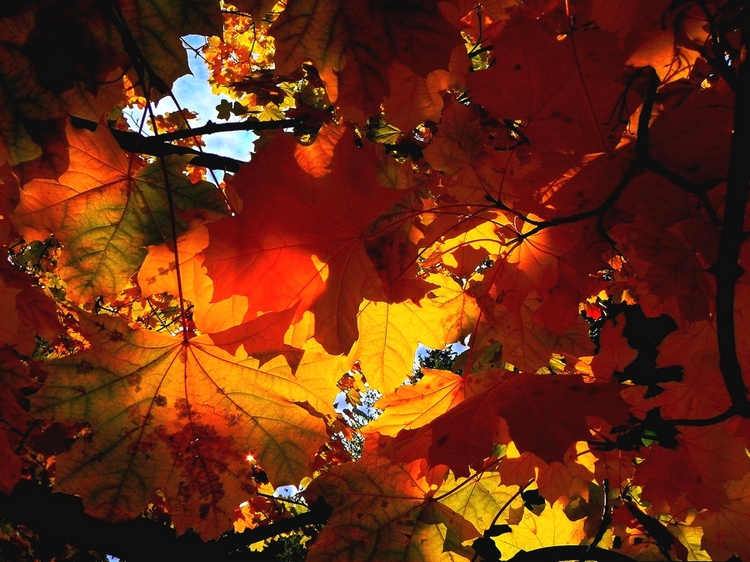 photo "***" tags: landscape, autumn, forest