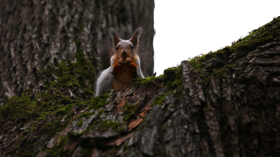 photo "***" tags: nature, wild animals