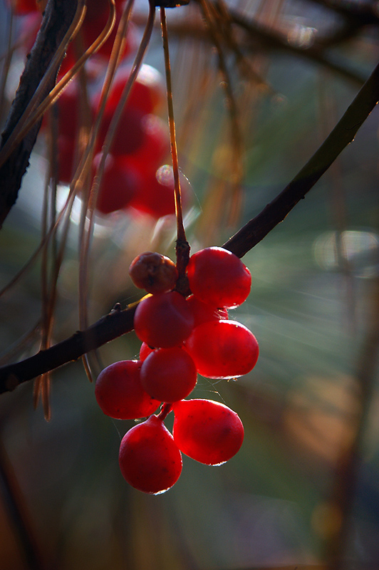 фото "Шизандра – ягода пяти вкусов" метки: макро и крупный план, 
