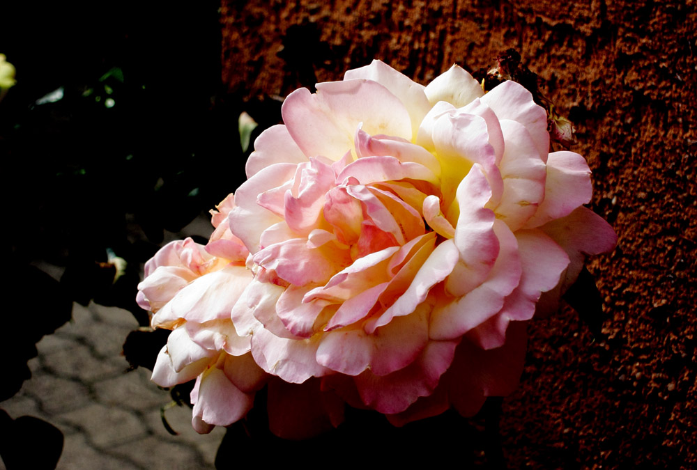 photo "***" tags: nature, macro and close-up, flowers