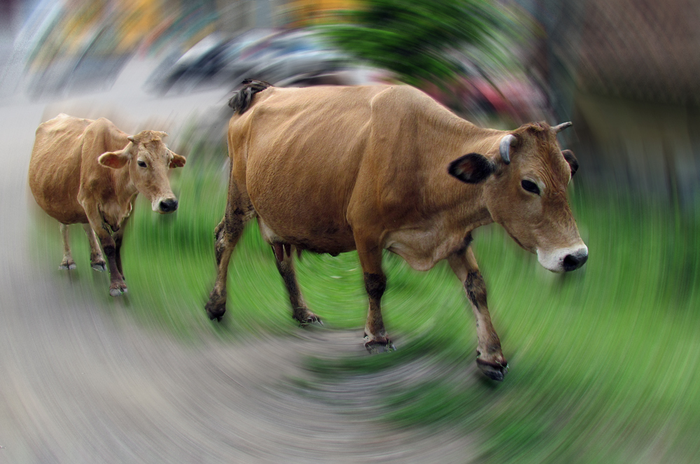 photo "Cattle, coming together ..." tags: travel, nature, pets/farm animals