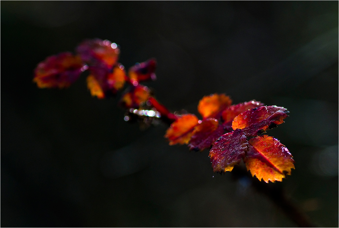 фото "Осени цвет" метки: макро и крупный план, природа, цветы