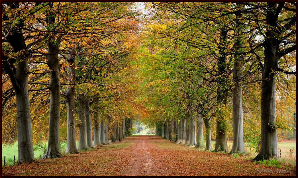 photo "just enjoy" tags: landscape, autumn, forest